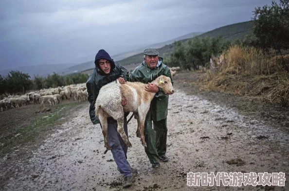 牧羊人之心黑山羊幼崽最新获得攻略：掌握刷宝箱技巧，耐心等待或参与活动可能得