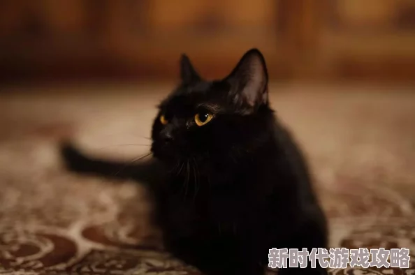 爱琳诗篇凯与猫实力对比,谁更强大?深入解析 爱琳诗篇凯与猫实力对比,谁更强大?深入解析