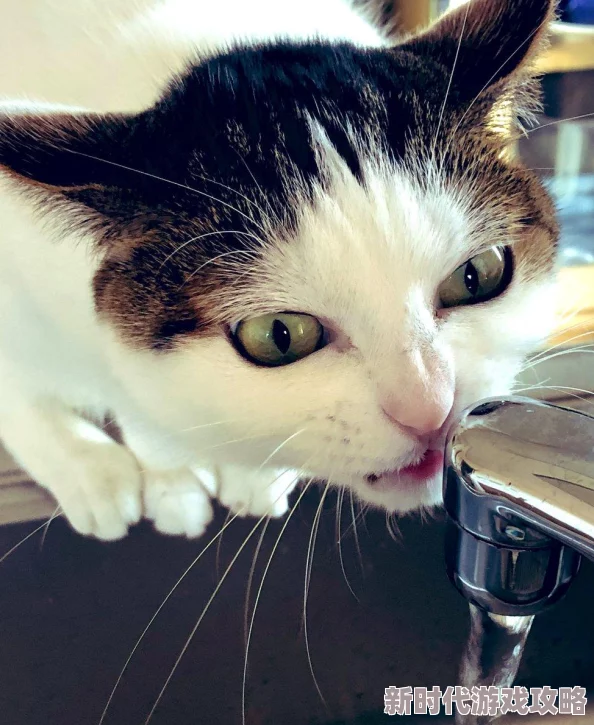 2025年热门LOL魔法猫咪表情包大赏:萌翻全场的游戏新宠儿 2025年热门LOL魔法猫咪表情包大赏:萌翻全场的游戏新宠儿
