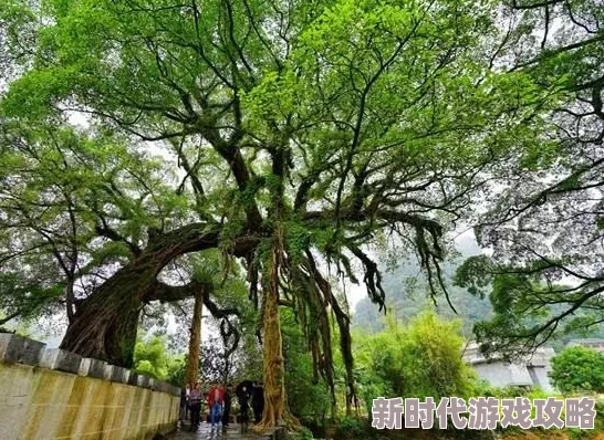 2025年上古卷轴5黄金龙爪开门顺序及最新游戏攻略介绍